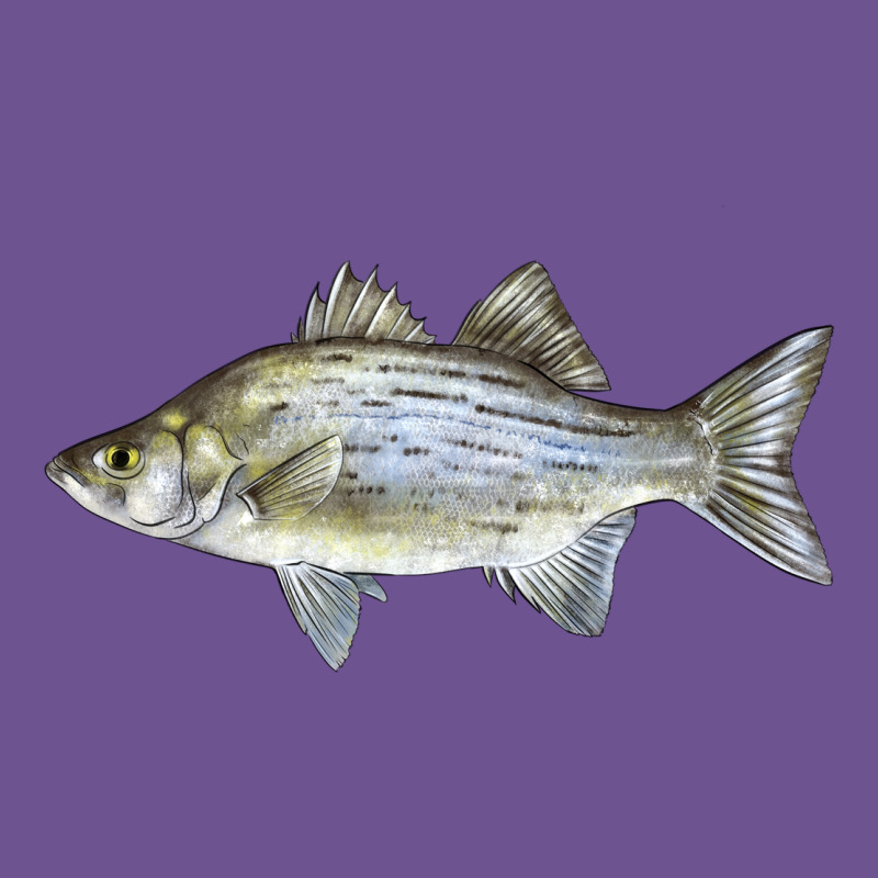 White Bass Fish Illustrations Vintage Tee by LillyAllenDesigns | Teevron