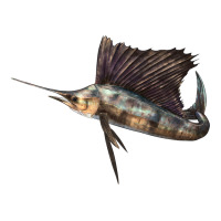 Atlantic Sailfish Illustrations | Teevron