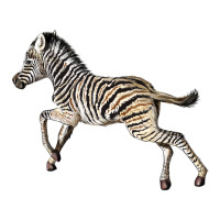 Baby Zebra | Teevron