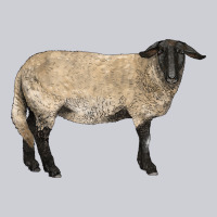 Suffolk Sheep Heavyweight Sweatshirt | Teevron
