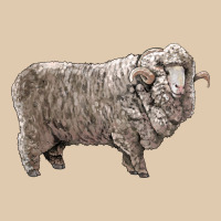 Rambouillet Sheep Heavyweight Sweatshirt | Teevron