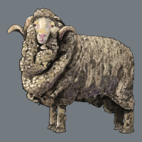 Merino Wool Sheep Heavyweight Sweatshirt | Teevron