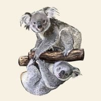 Koala Vintage Tee | Teevron