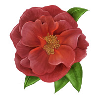 Cinco De Mayo Rose | Teevron
