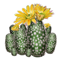 texas rainbow cactus | Teevron