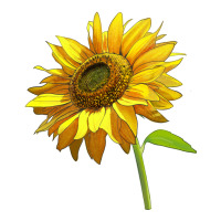 sunflower | Teevron