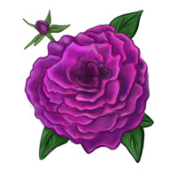 Celestial Rose | Teevron