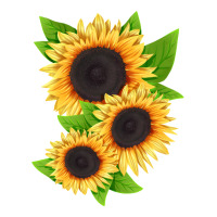 treetops sunflower | Teevron