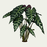 Amazon Elephant Ear Urban Heavy Tee | Teevron