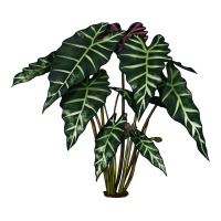 Amazon Elephant Ear | Teevron