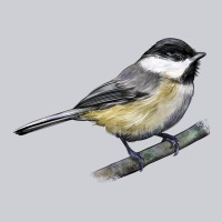 Black Capped Chickadee Heavyweight Sweatshirt | Teevron