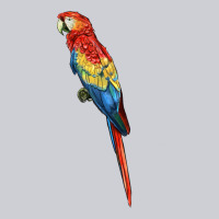 Scarlet Macaw Parrot Heavyweight Sweatshirt | Teevron