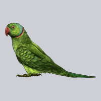 Ring Necked Parakeet Heavyweight Sweatshirt | Teevron