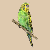 Budgeriar Bird Parrot Heavyweight Sweatshirt | Teevron