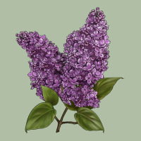 Purple Lilac Flower Illustrations Urban Heavy Tee | Teevron