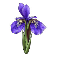 Iris Flower Illustrations | Teevron
