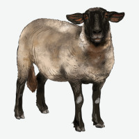 Suffolk Ewe Urban Heavy Tee | Teevron
