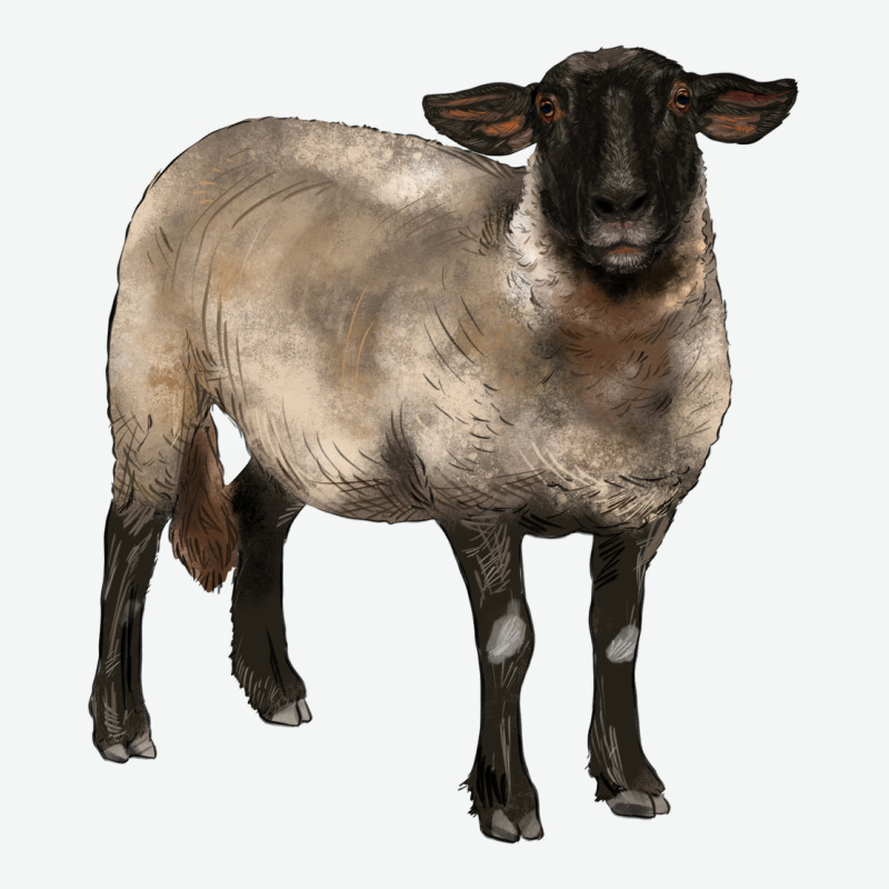 Suffolk Ewe Urban Heavy Tee by BarkalooDesign | Teevron