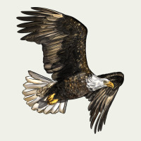 White Headed Eagle Urban Heavy Tee | Teevron
