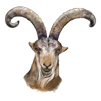 spanish goat face | Teevron