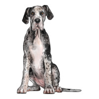 Great Dane Dog | Teevron