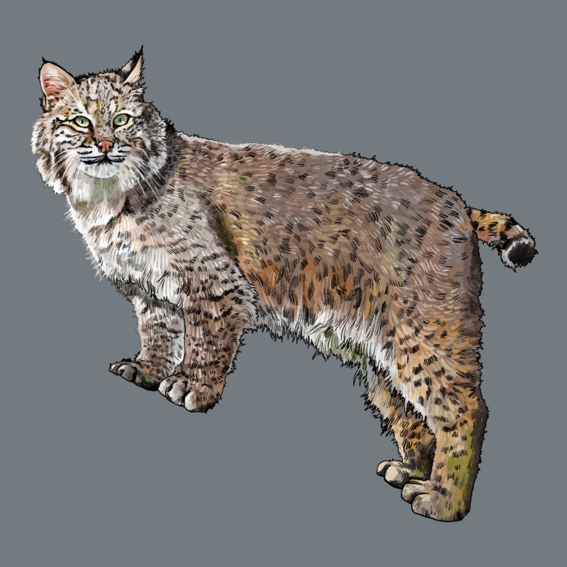 Bobcat Heavyweight Sweatshirt by LillyAllenDesigns | Teevron