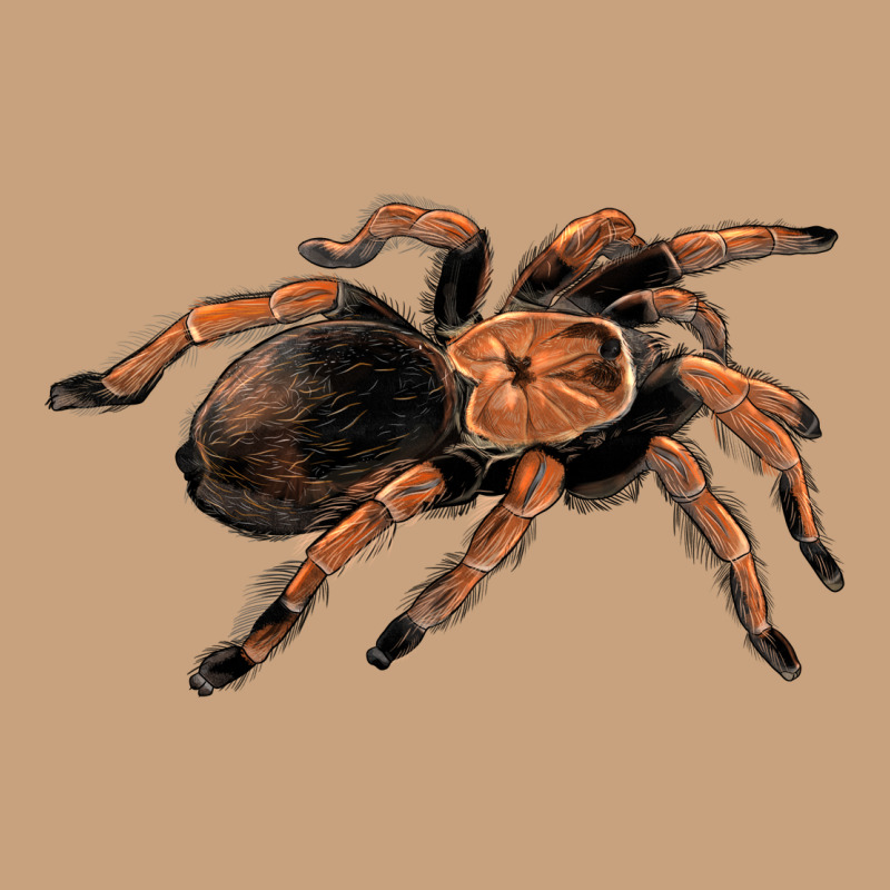 Mexican Red Knee Tarantula Vintage Tee by LillyAllenDesigns | Teevron