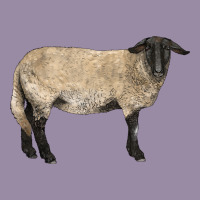 Suffolk Sheep Classic Tee | Teevron