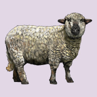 Hampshire Sheep Classic Tee | Teevron