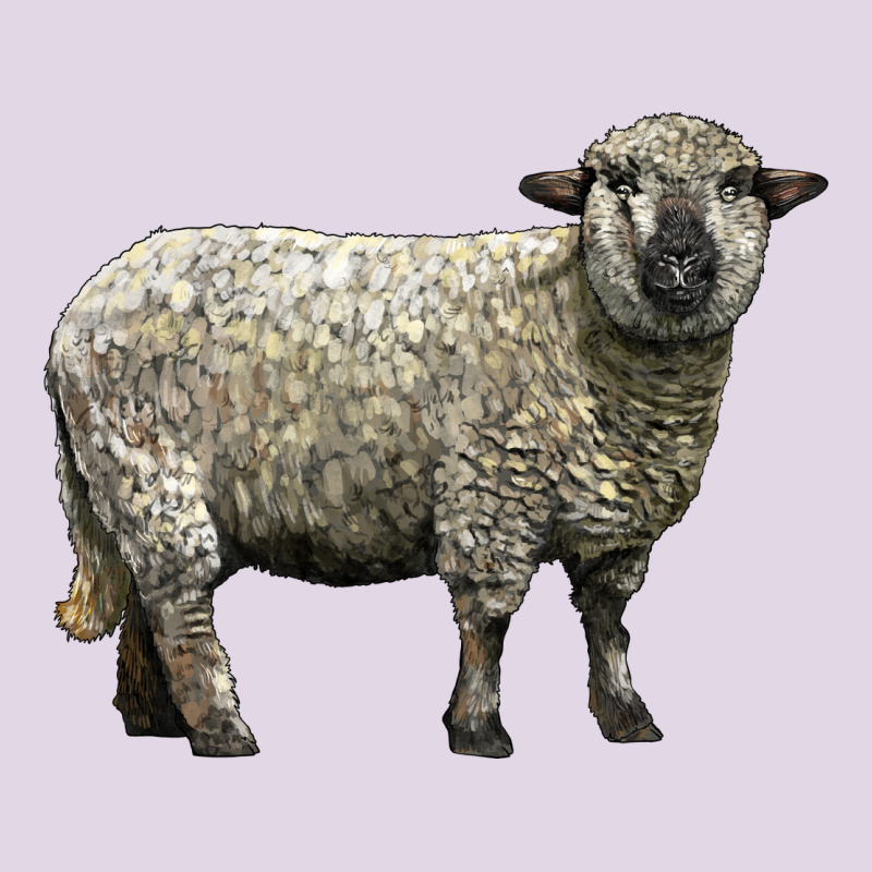 Hampshire Sheep Classic Tee by LillyAllenDesigns | Teevron