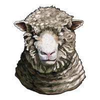 dorset sheep head | Teevron
