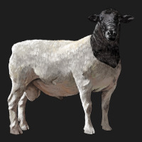Dorper Sheep Classic Tee | Teevron