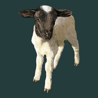 Dorper Baby Sheep Classic Tee | Teevron