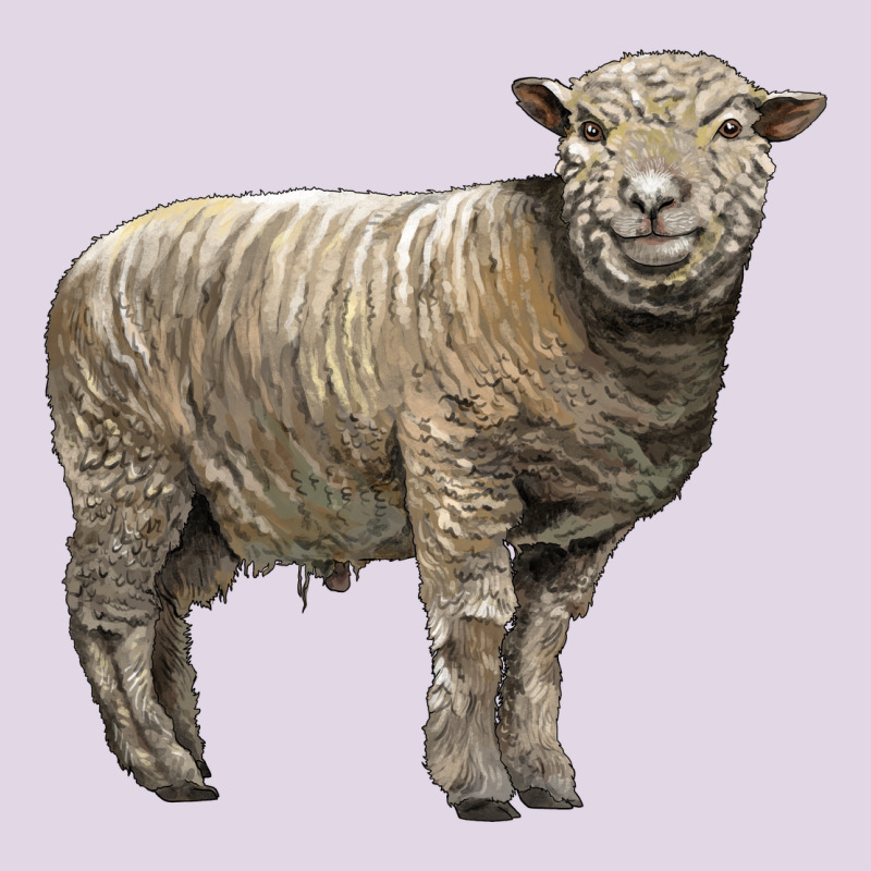 Southdown Sheep Classic Tee by LillyAllenDesigns | Teevron