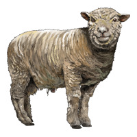 southdown sheep | Teevron