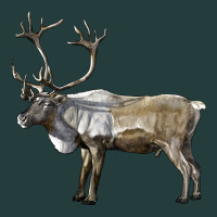 Reindeer Buck Deer Classic Tee | Teevron
