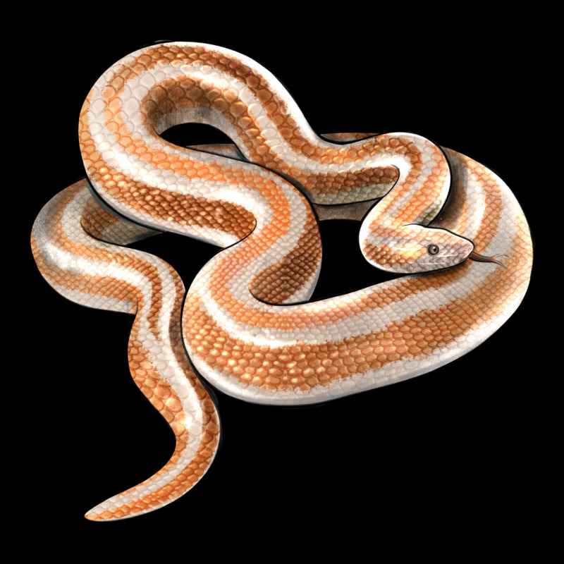 Rosy Boa Snake Illustrations Urban Heavy Tee by LillyAllenDesigns | Teevron