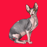Sphynx Cat Classic Tee | Teevron