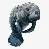 Manatee Illustrations Urban Heavy Tee | Teevron