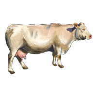 charolais cattle | Teevron