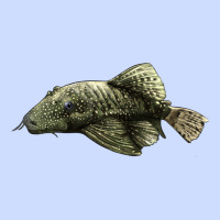 Bristlenose Placo Urban Heavy Tee | Teevron