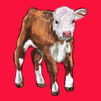 Hereford Calf Classic Tee | Teevron