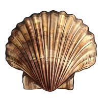 Japanese Scallop Shell | Teevron