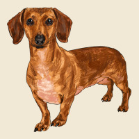 Dachshund Ladies Tee | Teevron
