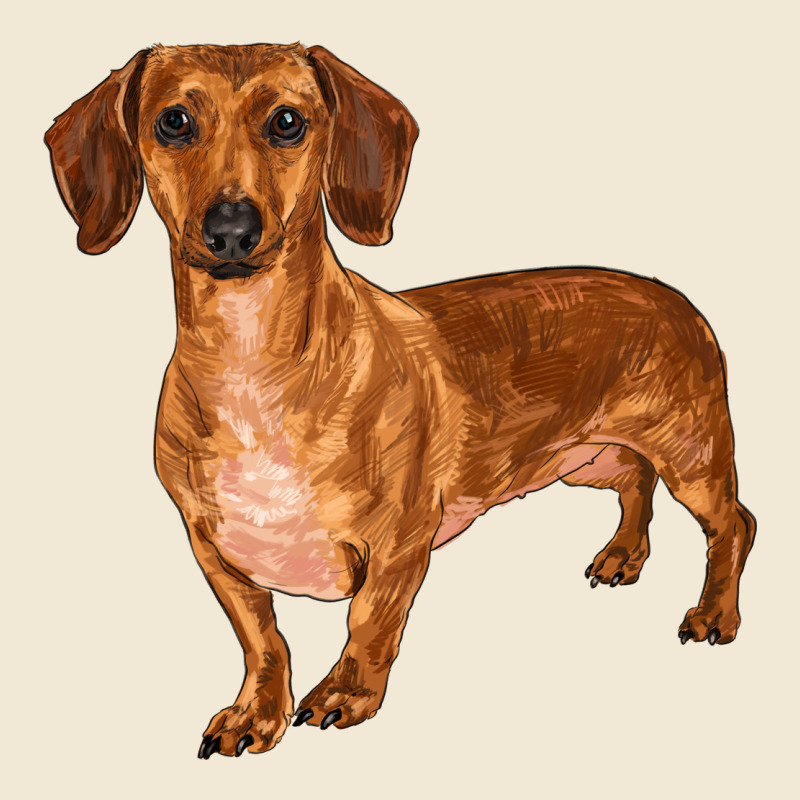 Dachshund Ladies Tee by RanaPortraitStore | Teevron