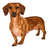 dachshund | Teevron