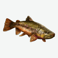 Brown Trout Urban Heavy Tee | Teevron