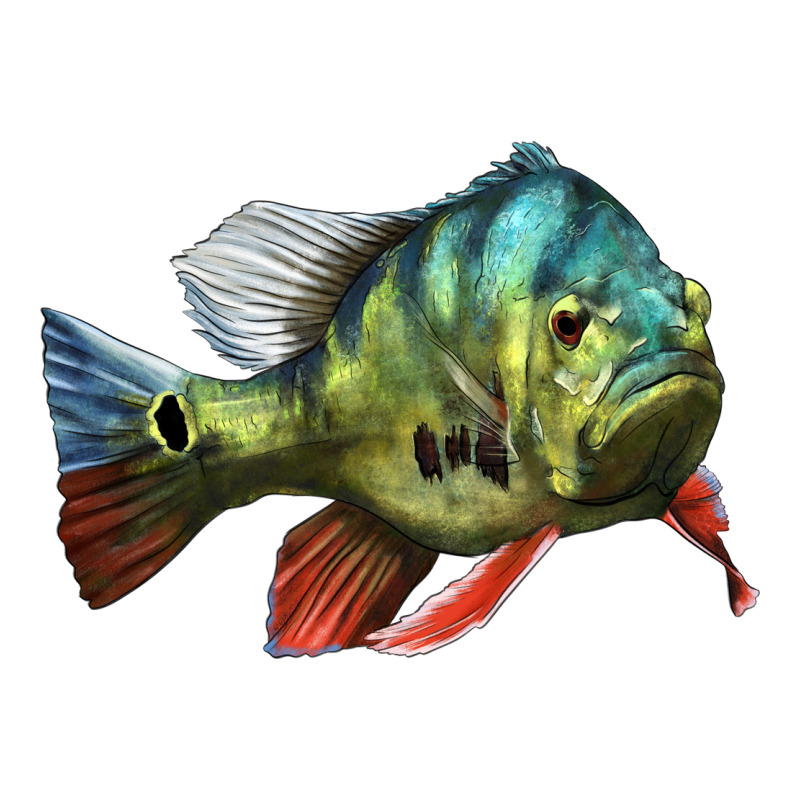 Peacock Bass Illustrations Urban Heavy Tee by LillyAllenDesigns | Teevron
