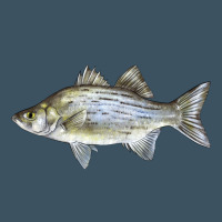 White Bass Fish Illustrations Urban Heavy Tee | Teevron