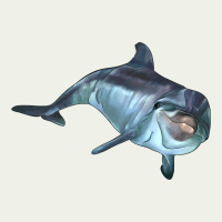 Bottlenose Dolphin Urban Heavy Tee | Teevron